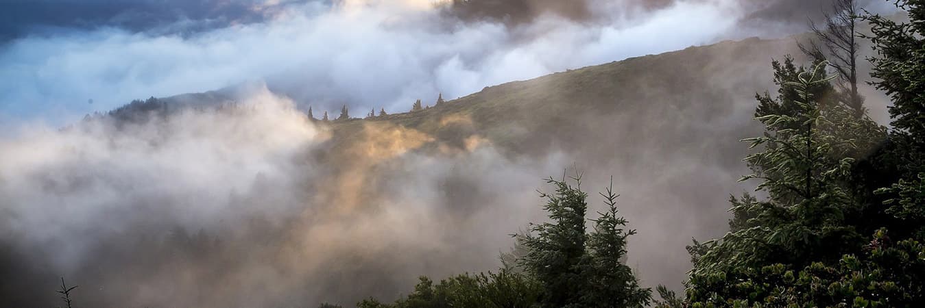 Mist drifting over a forested hillside with pine trees in soft light