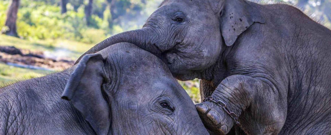Two young elephants playing together, one resting its trunk on the other's head