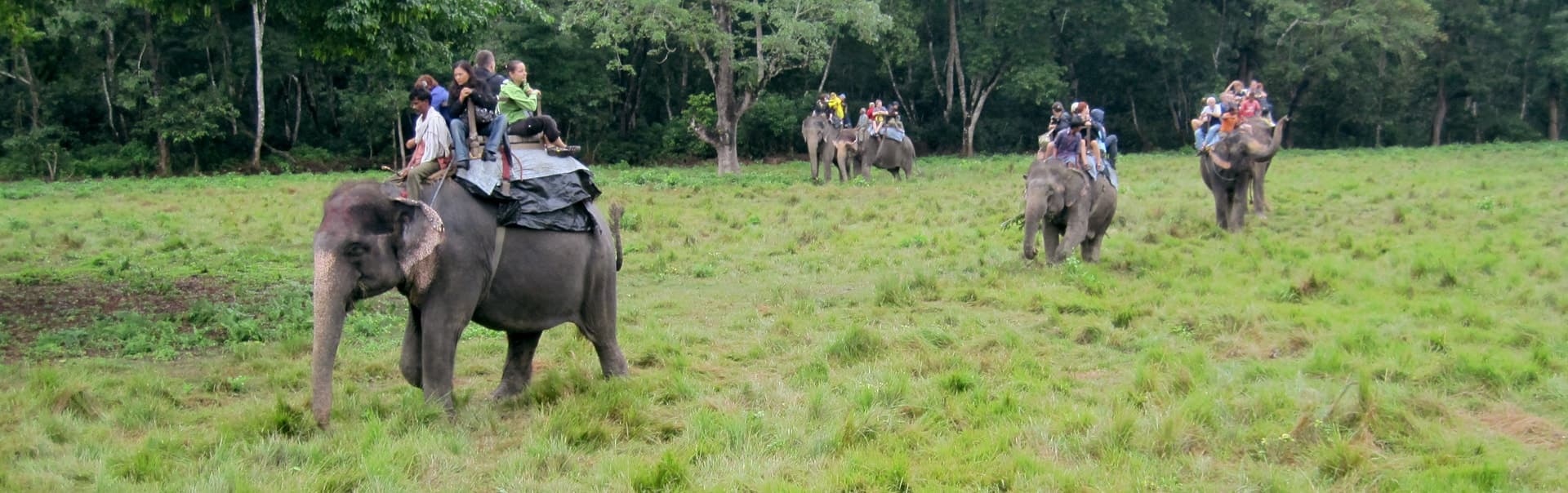 Tourists riding elephants across open grassland at the edge of a forest