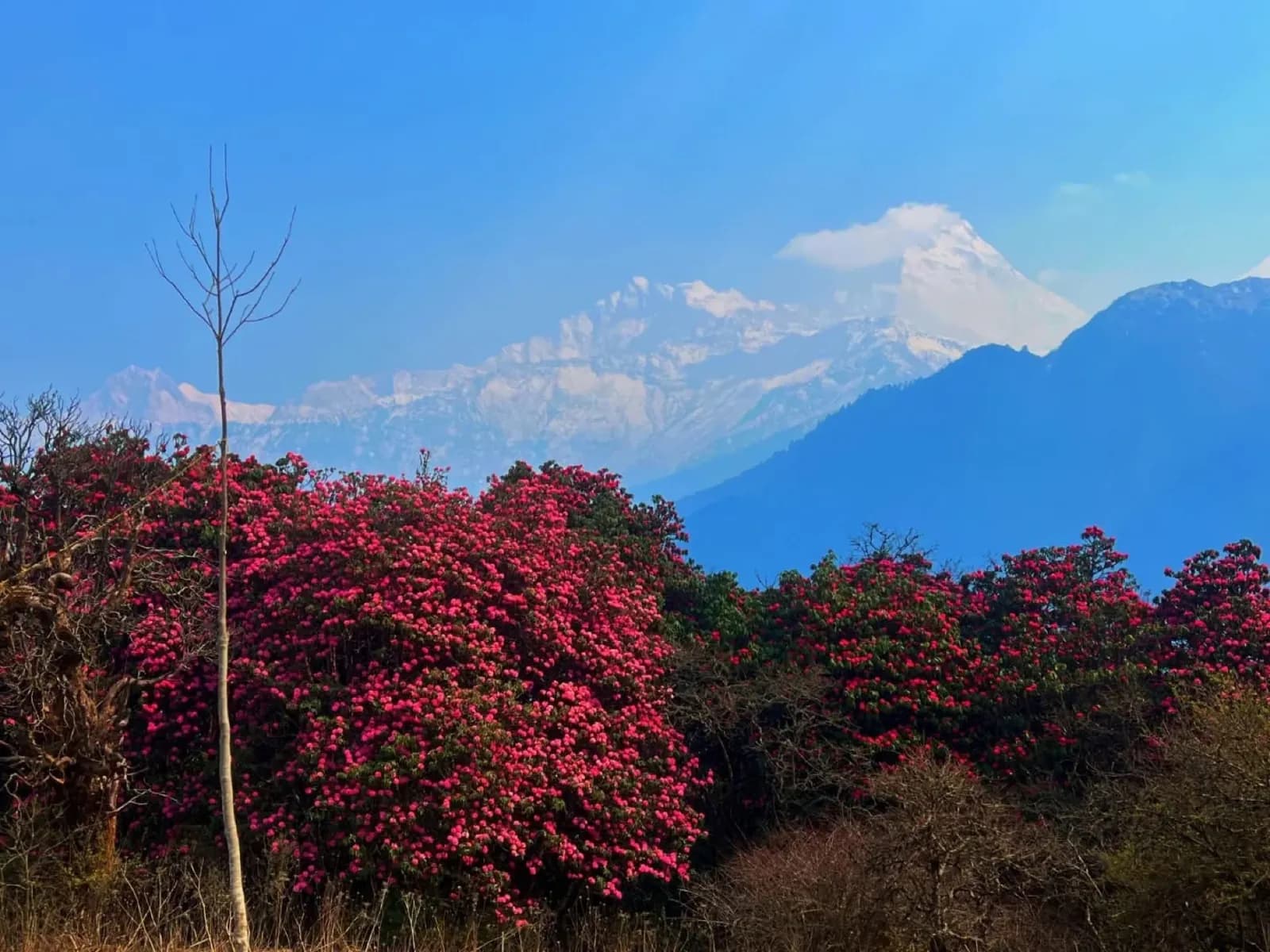 Day 6, Trek from Tikhedhunga to Ghorepani via Ulleri, photo 1 of 2