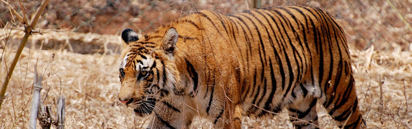 Bengal tiger walking through dry grass in a national park forest