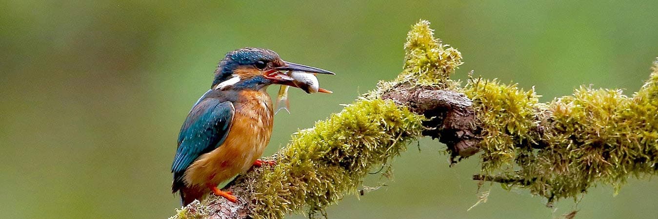 Kingfisher with a small fish in its beak perched on a mossy branch
