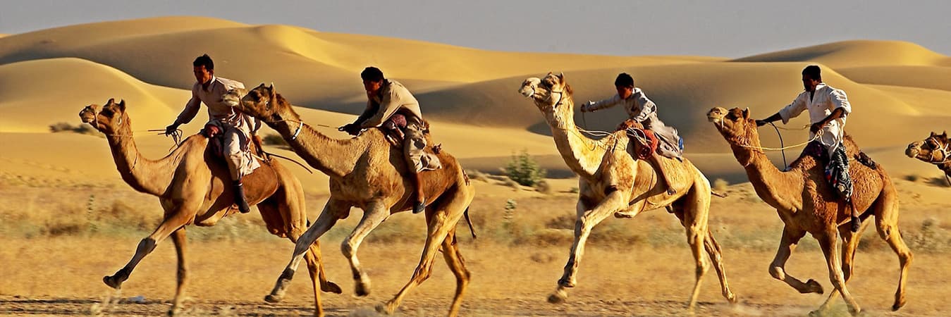 Four riders racing camels across the sand dunes of the Rajasthan desert