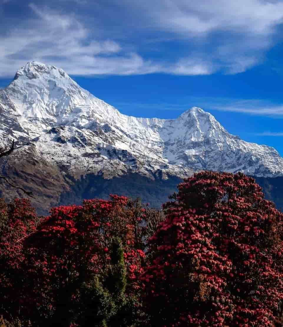 Red rhododendron trees in bloom below snow-covered Annapurna peaks and blue sky