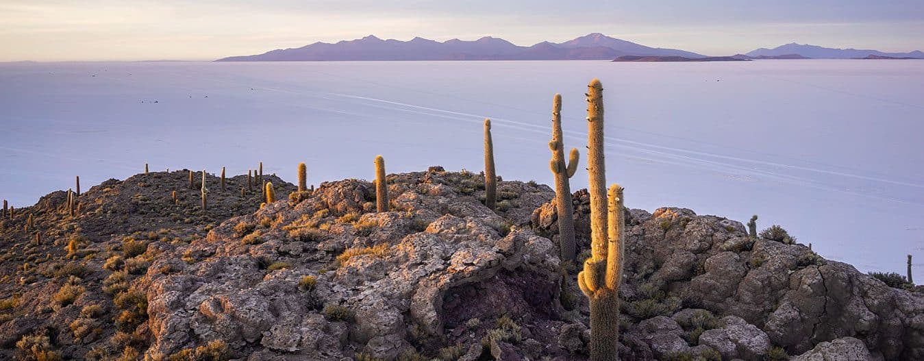 Tall cacti on a rocky island overlooking the Uyuni salt flat and distant mountains