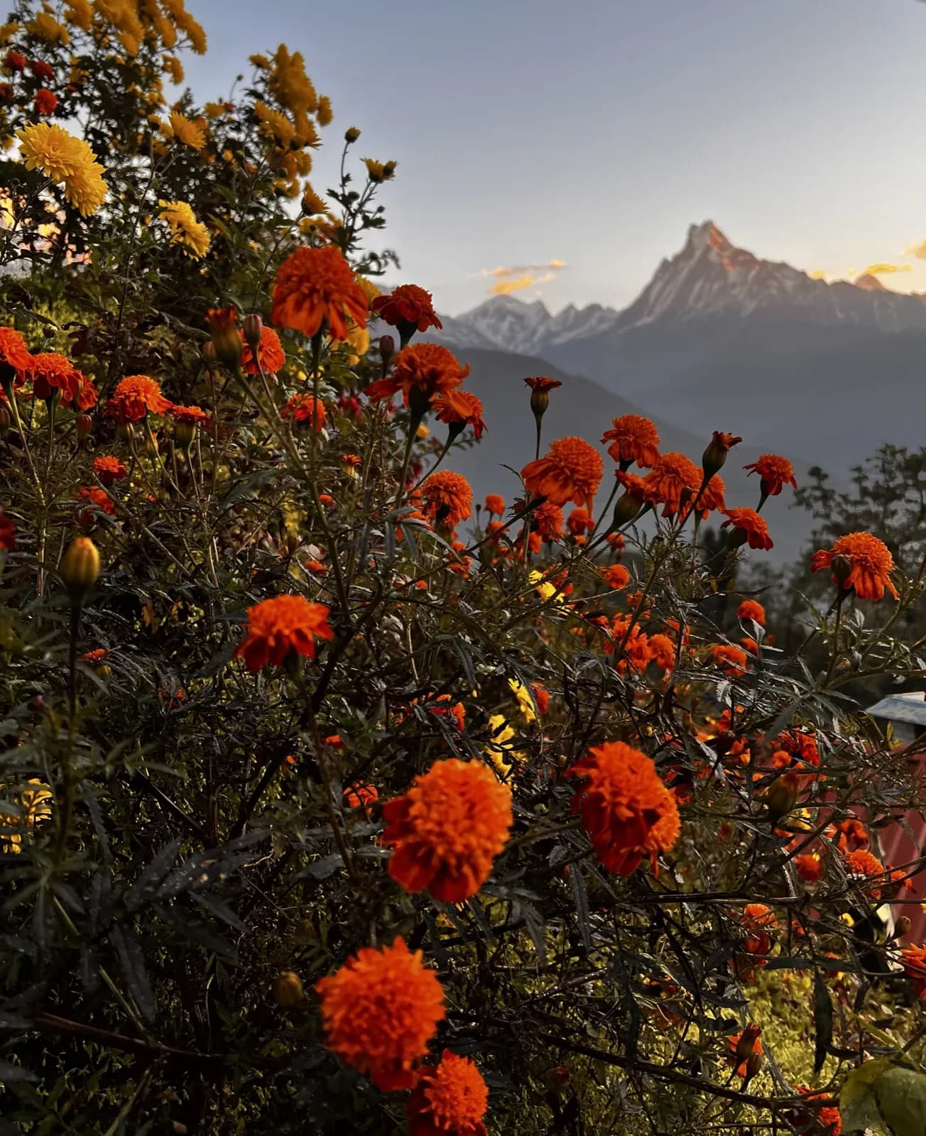 Day 7, Sunrise at Poon Hill and trek to Tadapani, photo 3 of 3