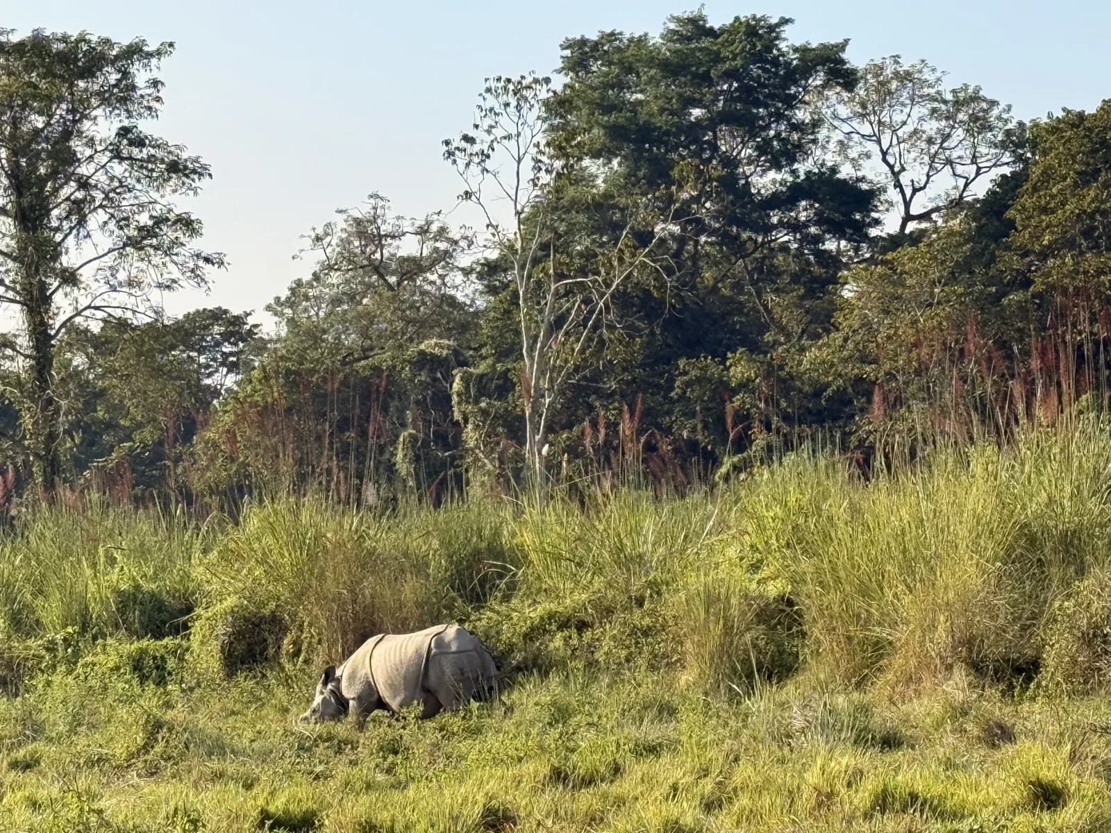 Day 10, Full day in Chitwan National Park, photo 3 of 3
